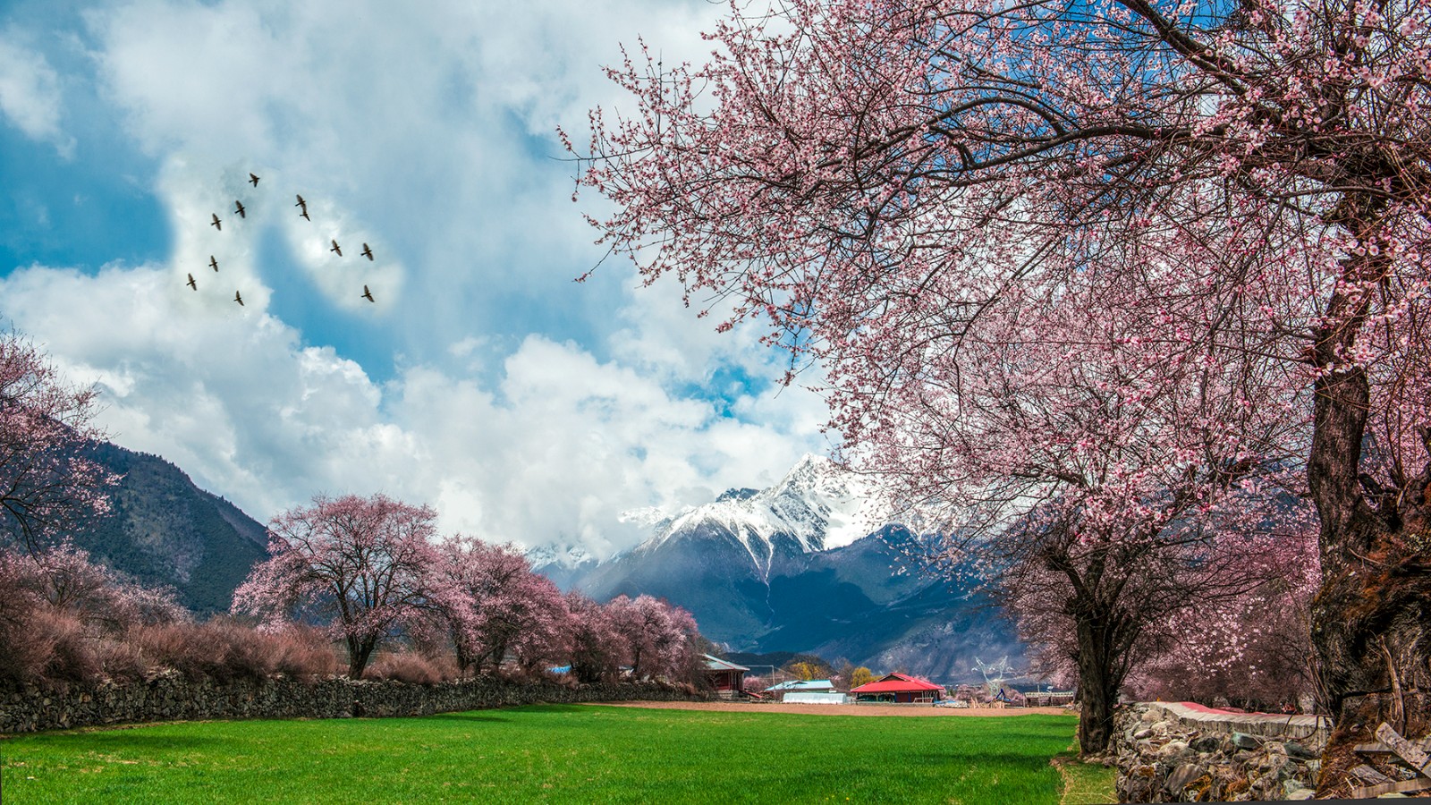 桃花盛開(kāi)的村莊 曾萍.jpg